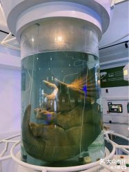 -恐龙探索乐园(磁器口店)