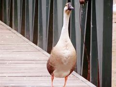 景点-石家庄市动物园