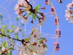 -顾村公园