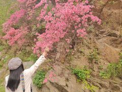-木兰云雾山