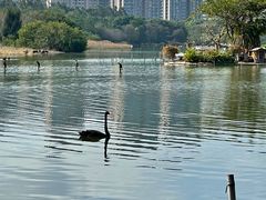 -五缘湾湿地公园