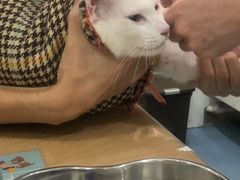 -伟伟宠物医院·CT影像中心·瑞派犬猫综合性门诊(汉口总院)