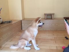 -喜柴咖啡·柴犬狗咖