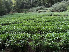 -武夷山风景名胜区-虎啸岩