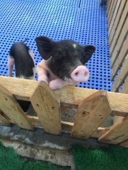 -萌宠亲子动物乐园(槐房万达店)