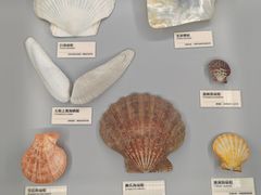 -天津古林古海岸遗迹博物馆