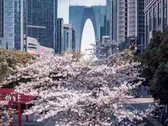 -中海财富中心