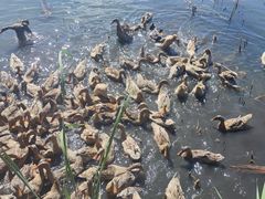 -野鸭湖国家湿地公园