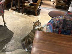 -咖法森林·咖啡  酒吧(天河店)