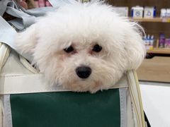-艾贝尔宠物医院·宠保定点·超声绝育·免疫点(樱花路店)