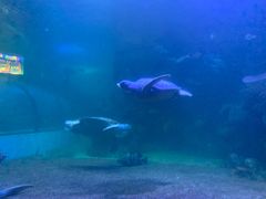 -左海海底世界