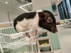 -怪兽屋·羊驼·猫咖·狗咖(俊华广场店)