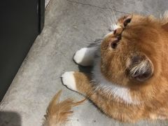 -瞄一喵猫咖(格力海岸店)