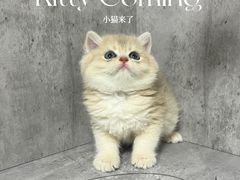 -小猫来了·猫舍(红山六九七九店)