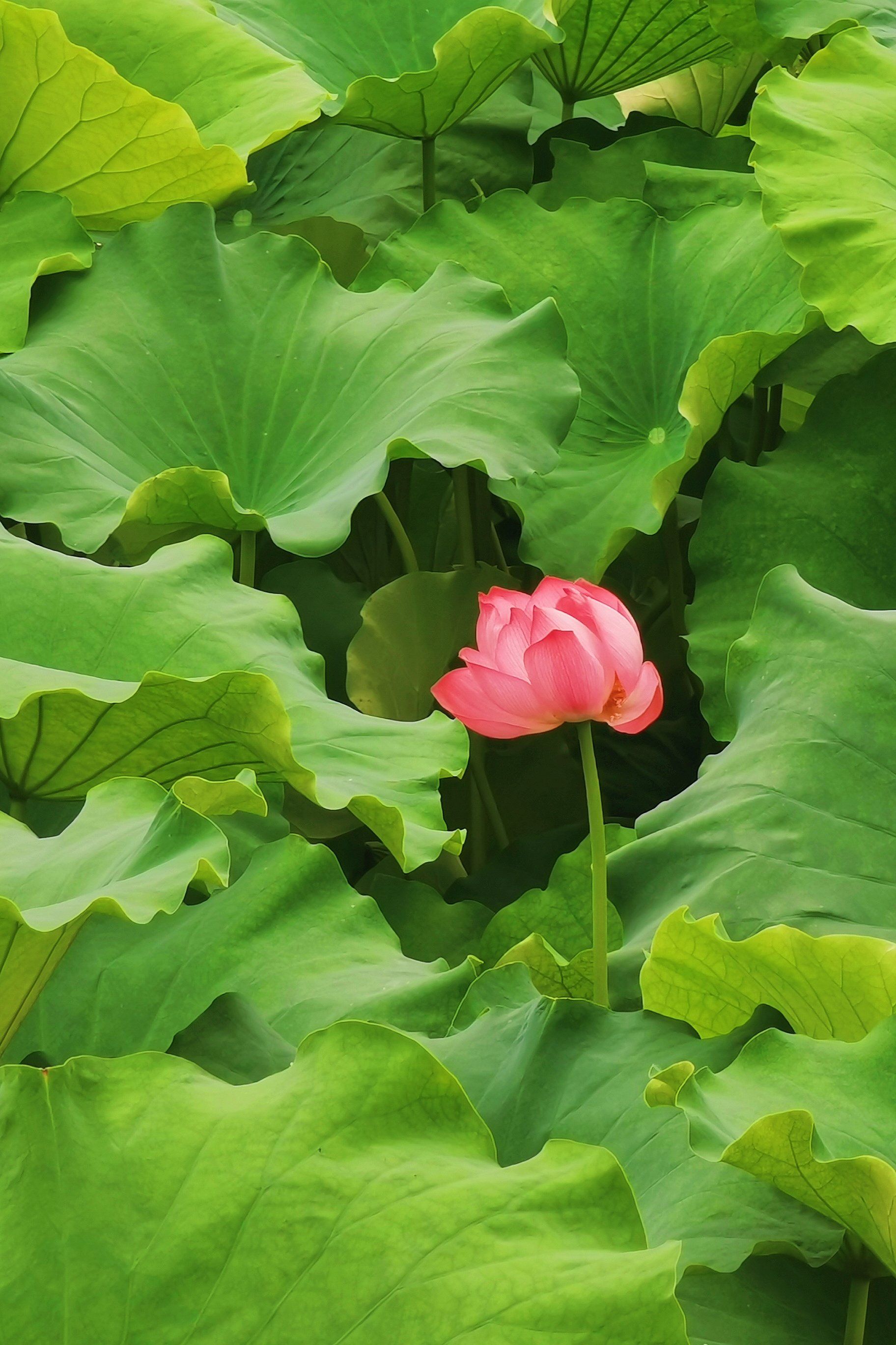 盛开花朵的美景