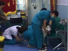 -中农大我爱我爱24h动物医院·中医针灸·猫专科·骨科医疗中心(双井店)