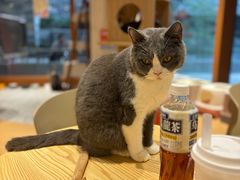 -米乐乖乖猫咪咖啡馆·猫咖(深圳湾后海汇店)