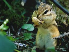 -五营红松林海景区