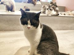 -猫儿山۰猫主题餐厅