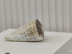 -青岛贝壳博物馆