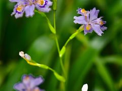 -上海滨江森林公园