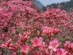 -木兰云雾山