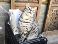 -喵屿·大理花园猫咖