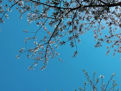 -嘉定紫藤园