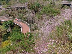 -野狸岛