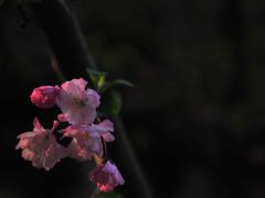 -白塘生态植物园
