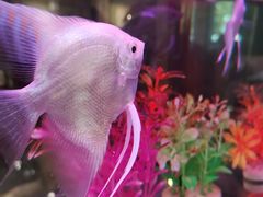 -振生清真饭店(永安道店)