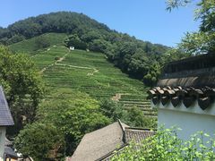 -十八棵（老龙井）御茶园(老龙井店)