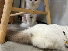 -楼上猫咖(罗湖店)