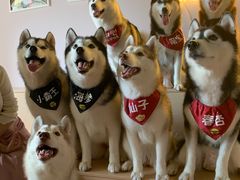 -Husky Go! 哈士奇体验馆·宠物咖啡厅狗咖