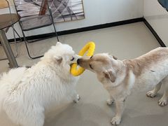 -共舞时光猫咖·狗咖(新街口店)