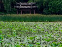 -莲湖公园