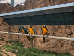 -西霞口神雕山野生动物世界