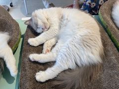 -怪兽屋·羊驼·猫咖·狗咖(俊华广场店)
