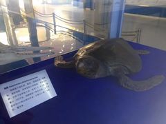 -上海海洋大学鱼文化博物馆(军工路校区)