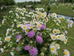 -桤木河湿地公园