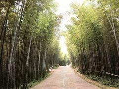 -蜀南竹海景区