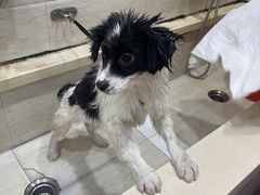 -暖阳宠物医院·犬猫康复中心·骨科