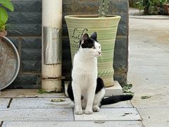 -大益茶庭(勐海会员中心店)