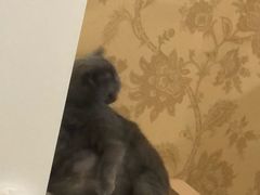 -北京赛佳动物医院