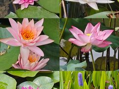 -泗洪洪泽湖湿地景区