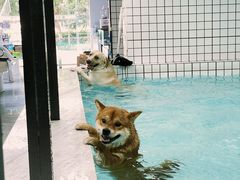-柚子宠物(伊珊娜调理店)
