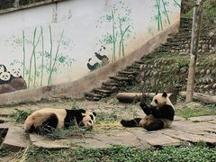 -中国大熊猫保护研究中心雅安碧峰峡基地