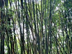 -乐山大佛风景名胜区乌尤寺南门-售票点