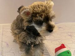 -翊宠yipet猫狗购宠庄园犬舍•猫舍