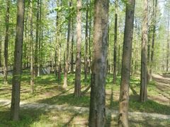 -黄海国家森林公园